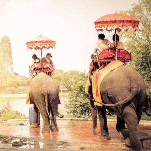 Asie éléphants